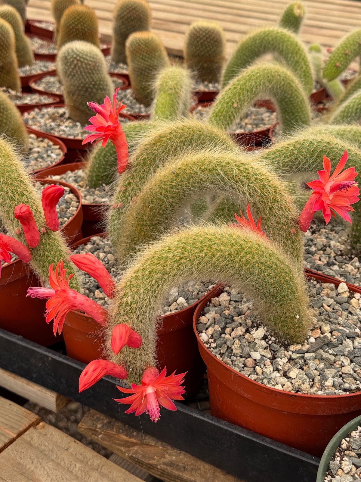Cleistocactus colademononis Cola de mono