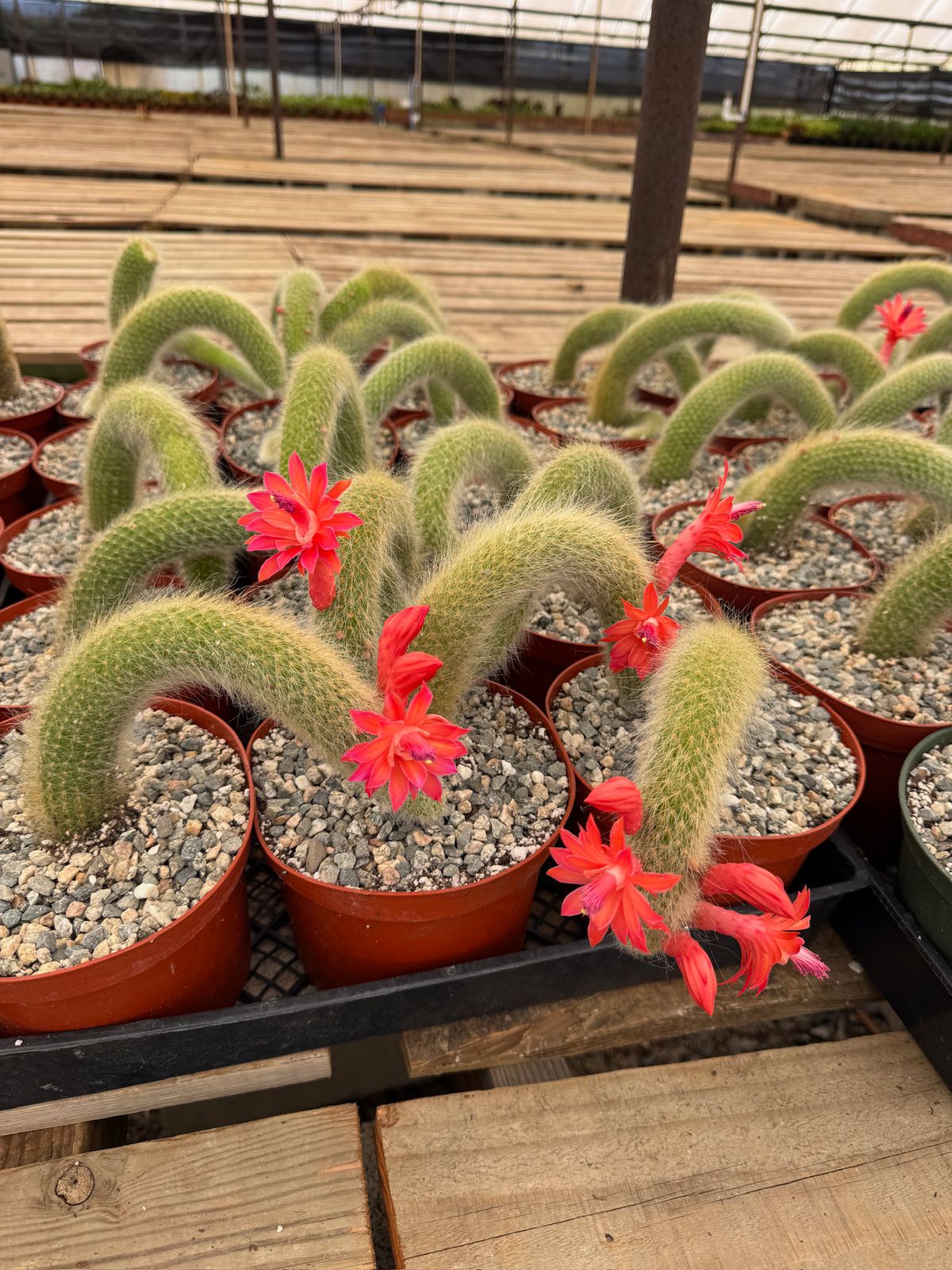 Cleistocactus colademononis Cola de mono