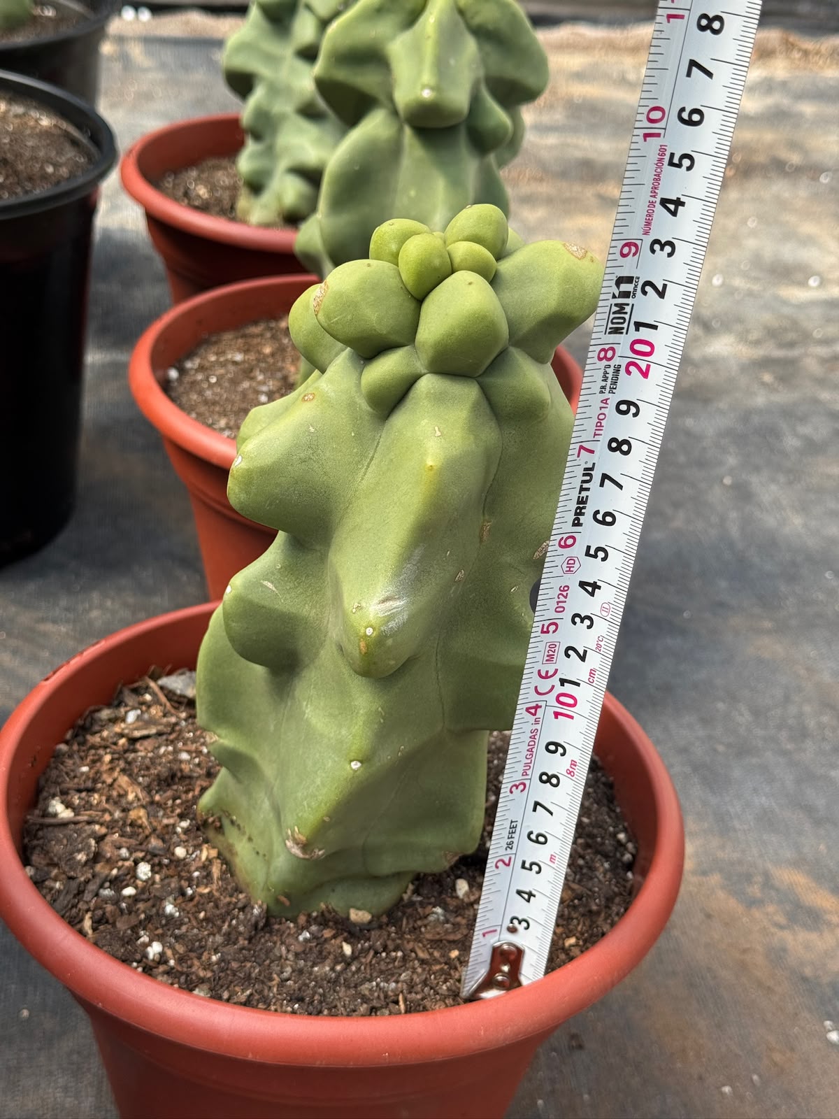 Lophocereus schottii f. Monstruosa (20cm)