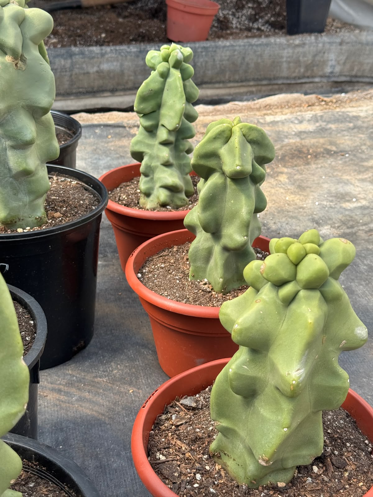 Lophocereus schottii f. Monstruosa (20cm)