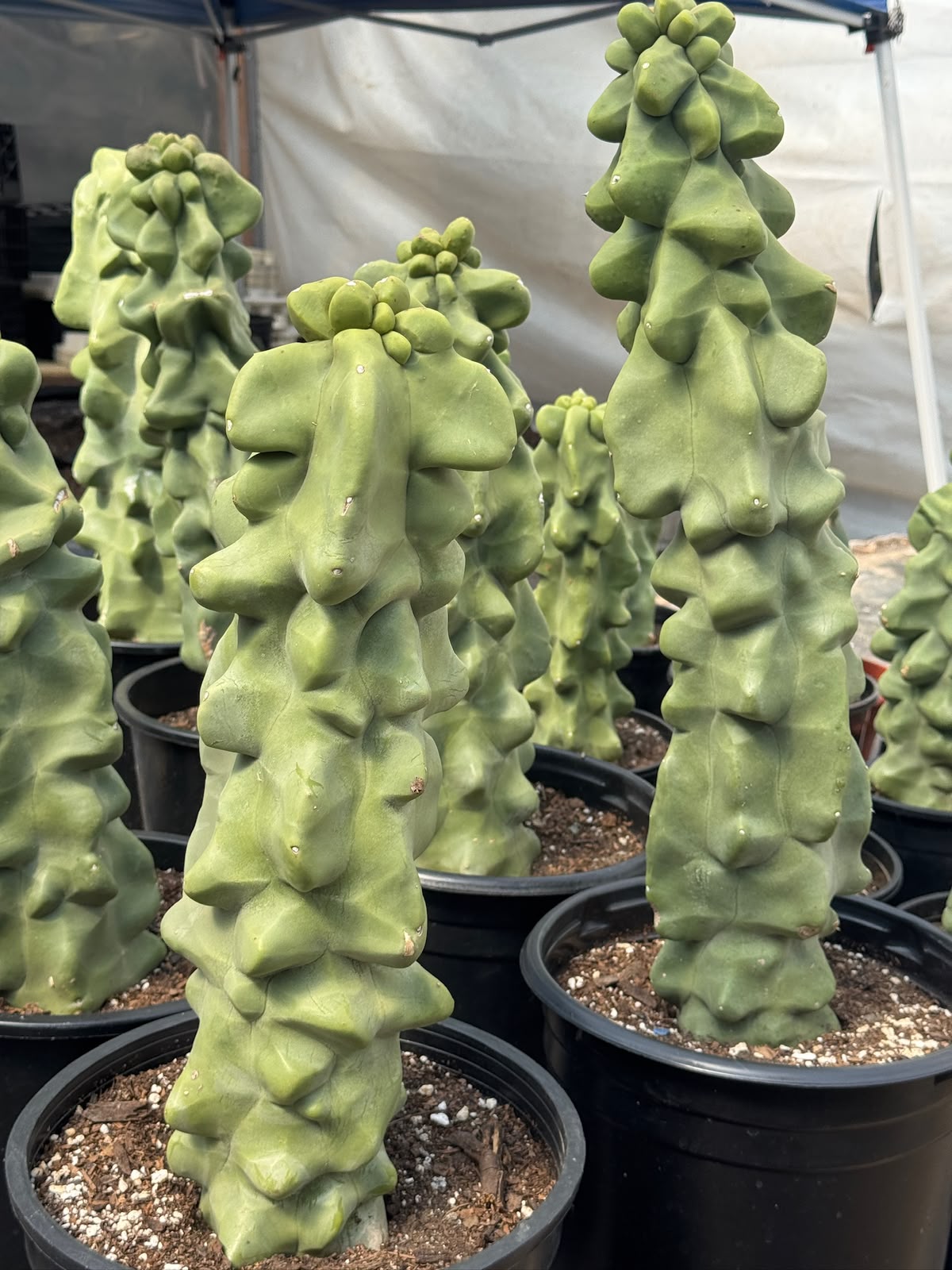 Lophocereus schottii var. Mounstruoso (30cm)