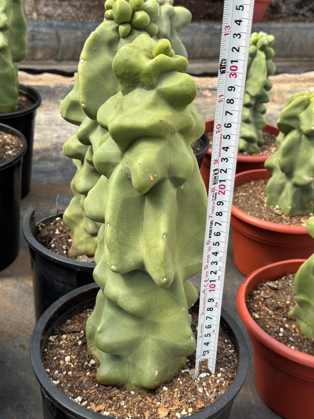 Lophocereus schottii var. Mounstruoso (30cm)