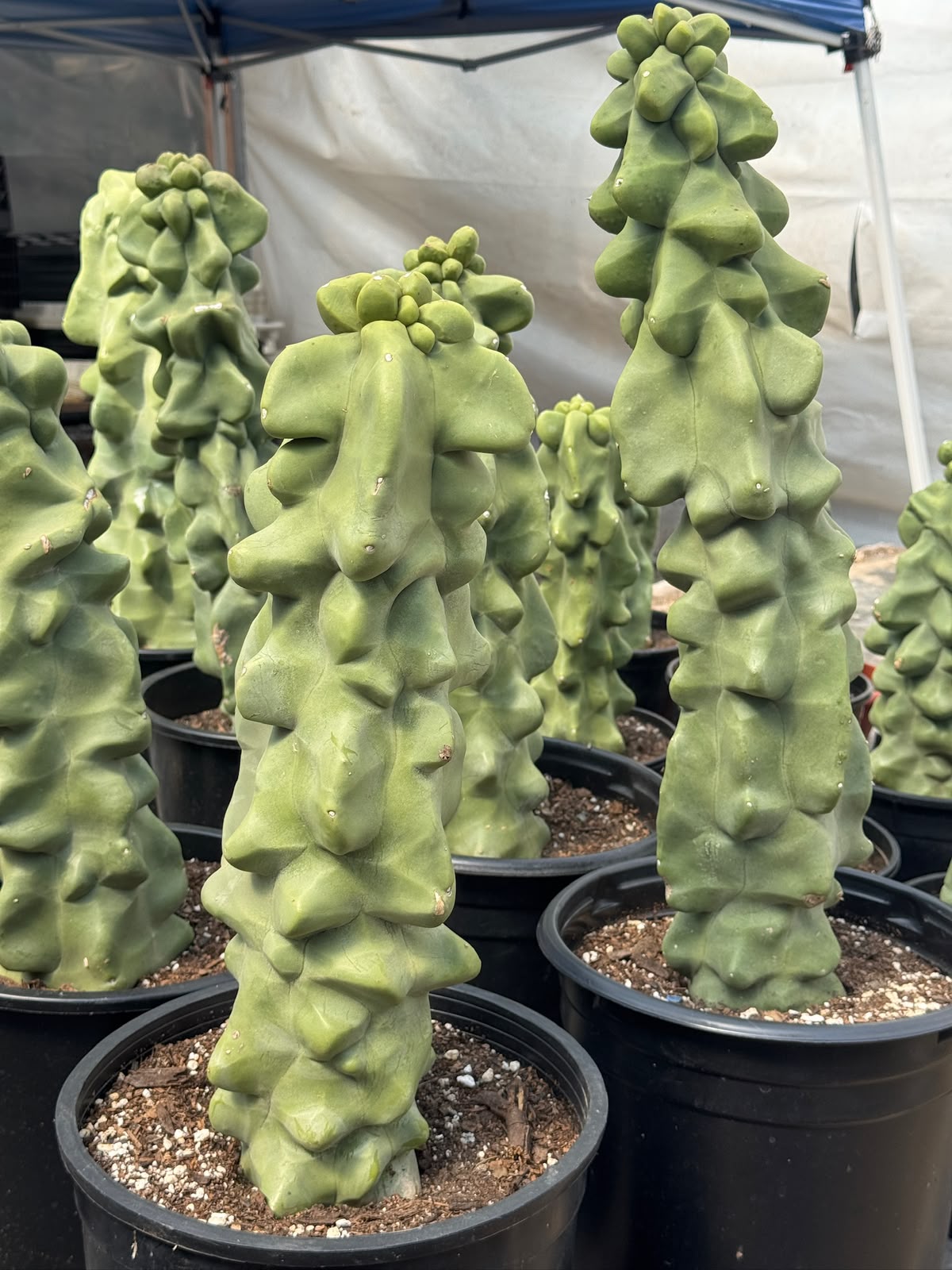 Lophocereus schottii f. Monstruosa (50cm)