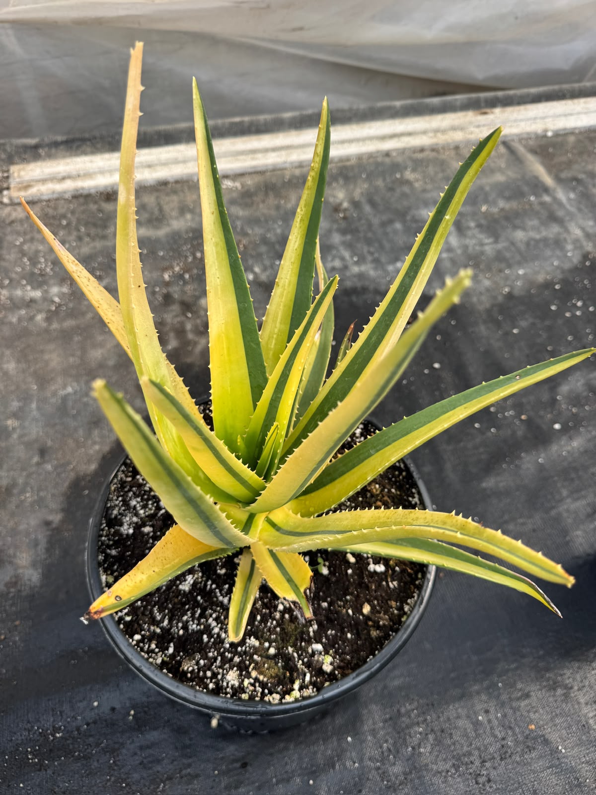 Aloe Hercules Variegado