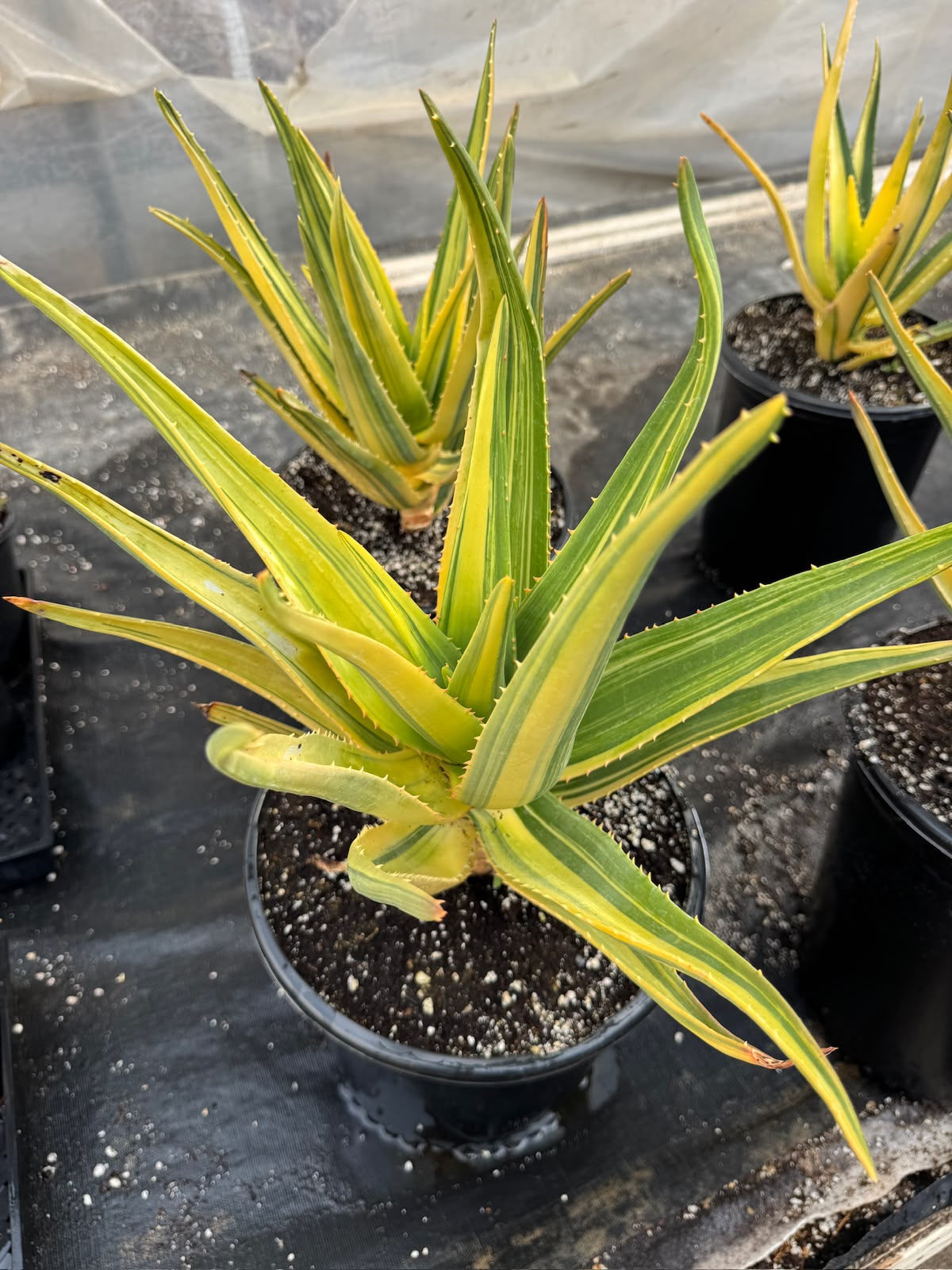 Aloe Hercules Variegado