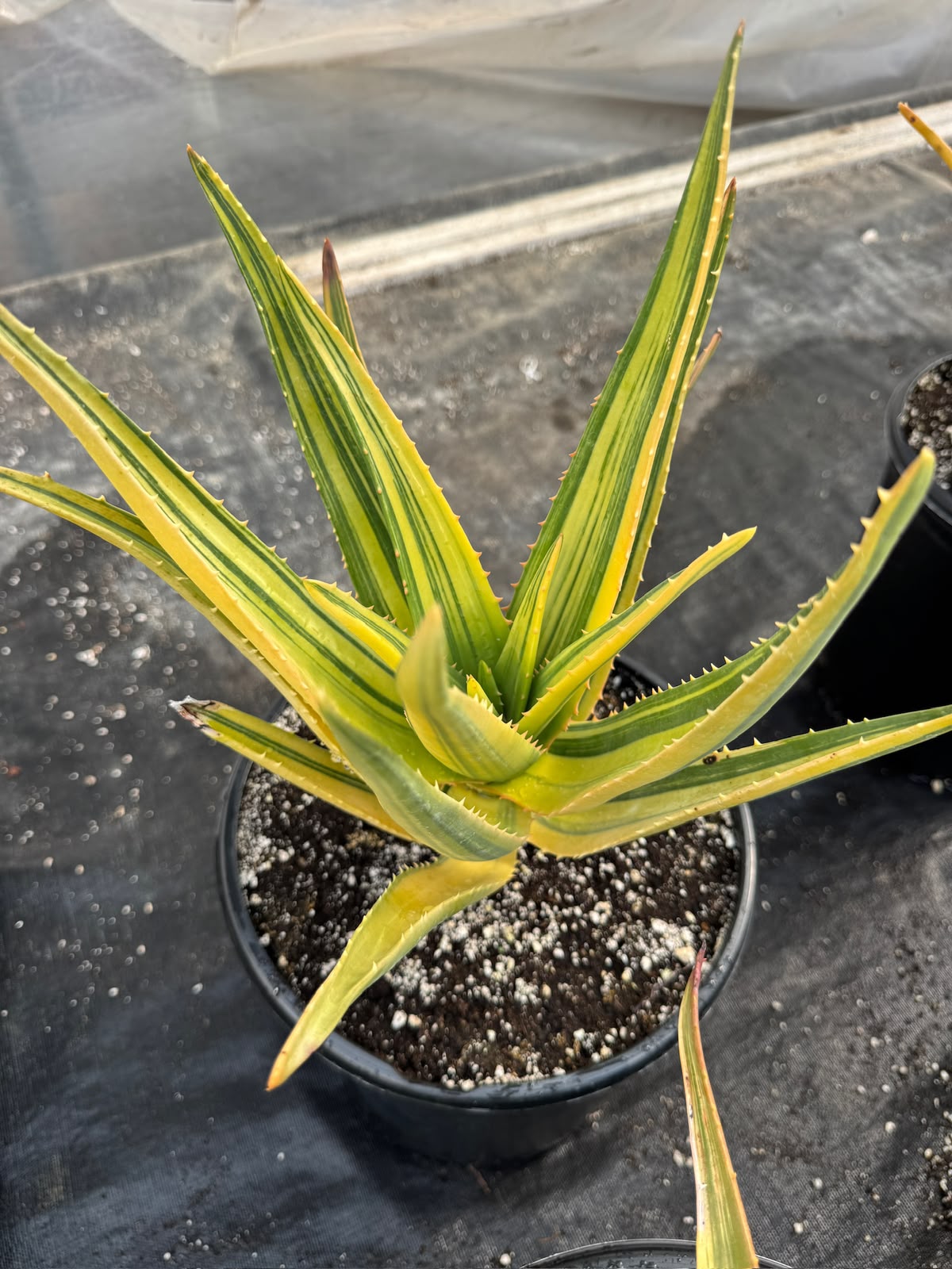 Aloe Hercules Variegado
