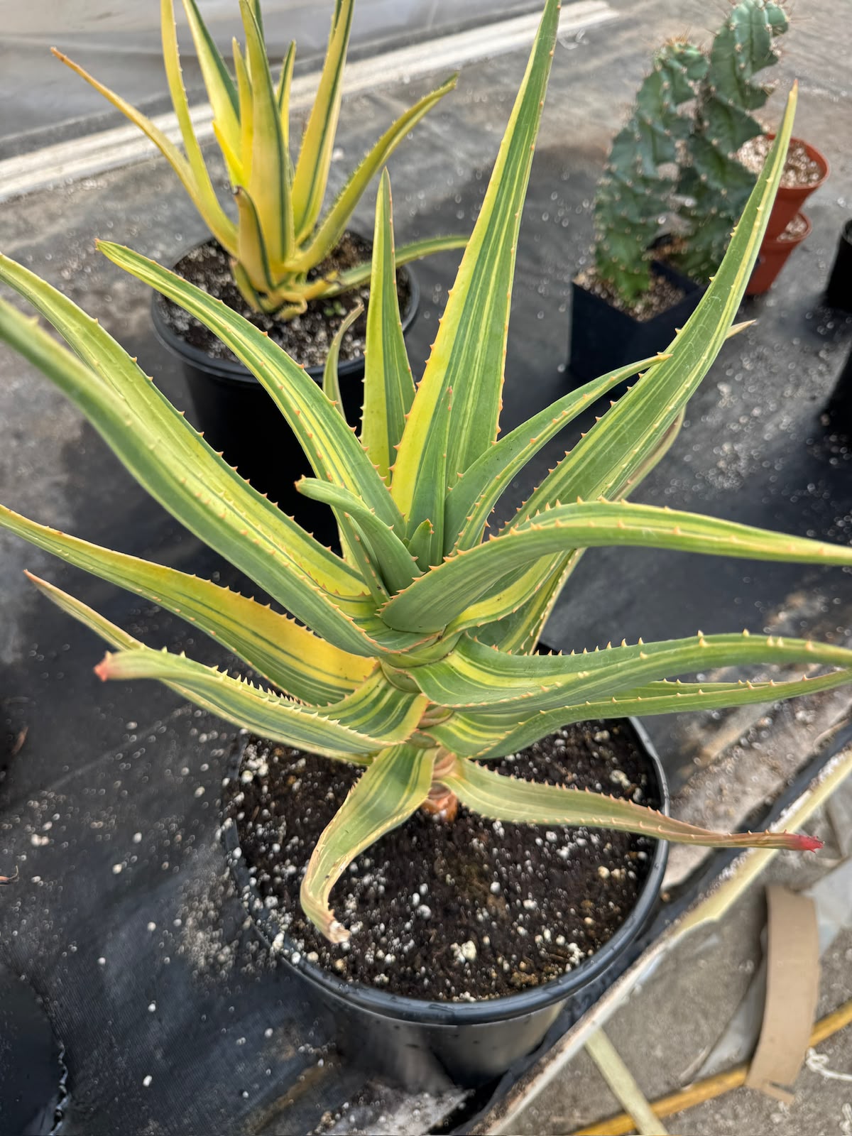 Aloe Hercules Variegado