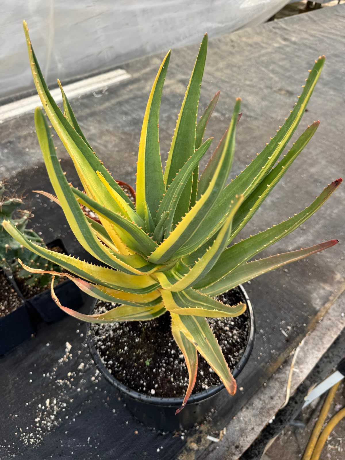 Aloe Hercules Variegado