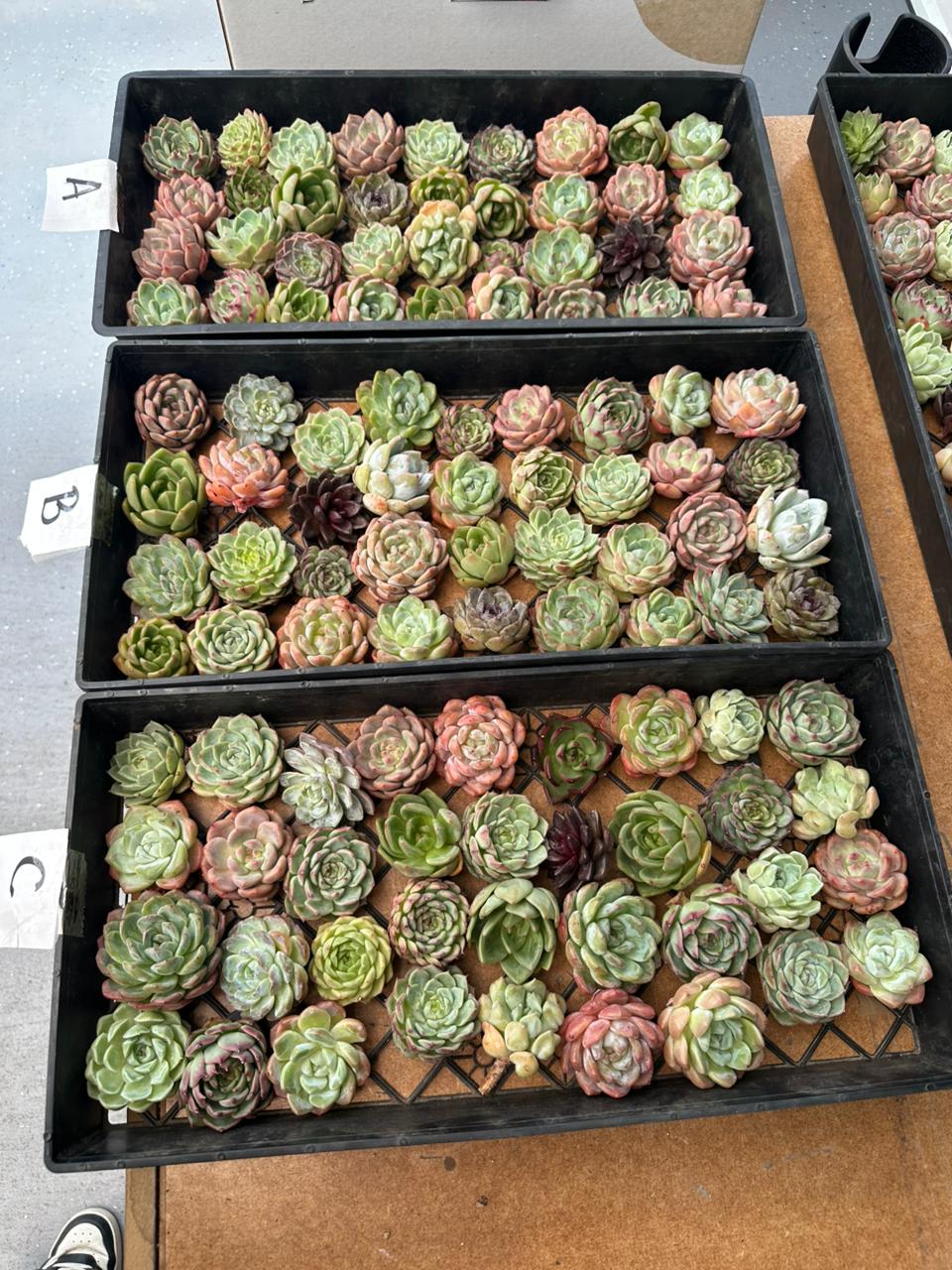 Charola de 36 Suculentas asiáticas