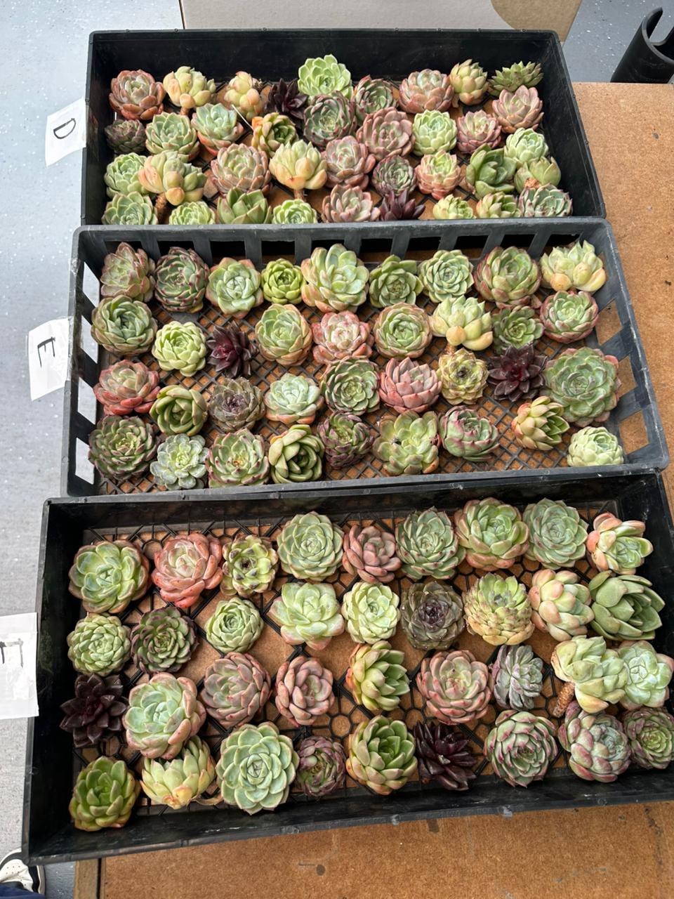 Charola de 36 Suculentas asiáticas