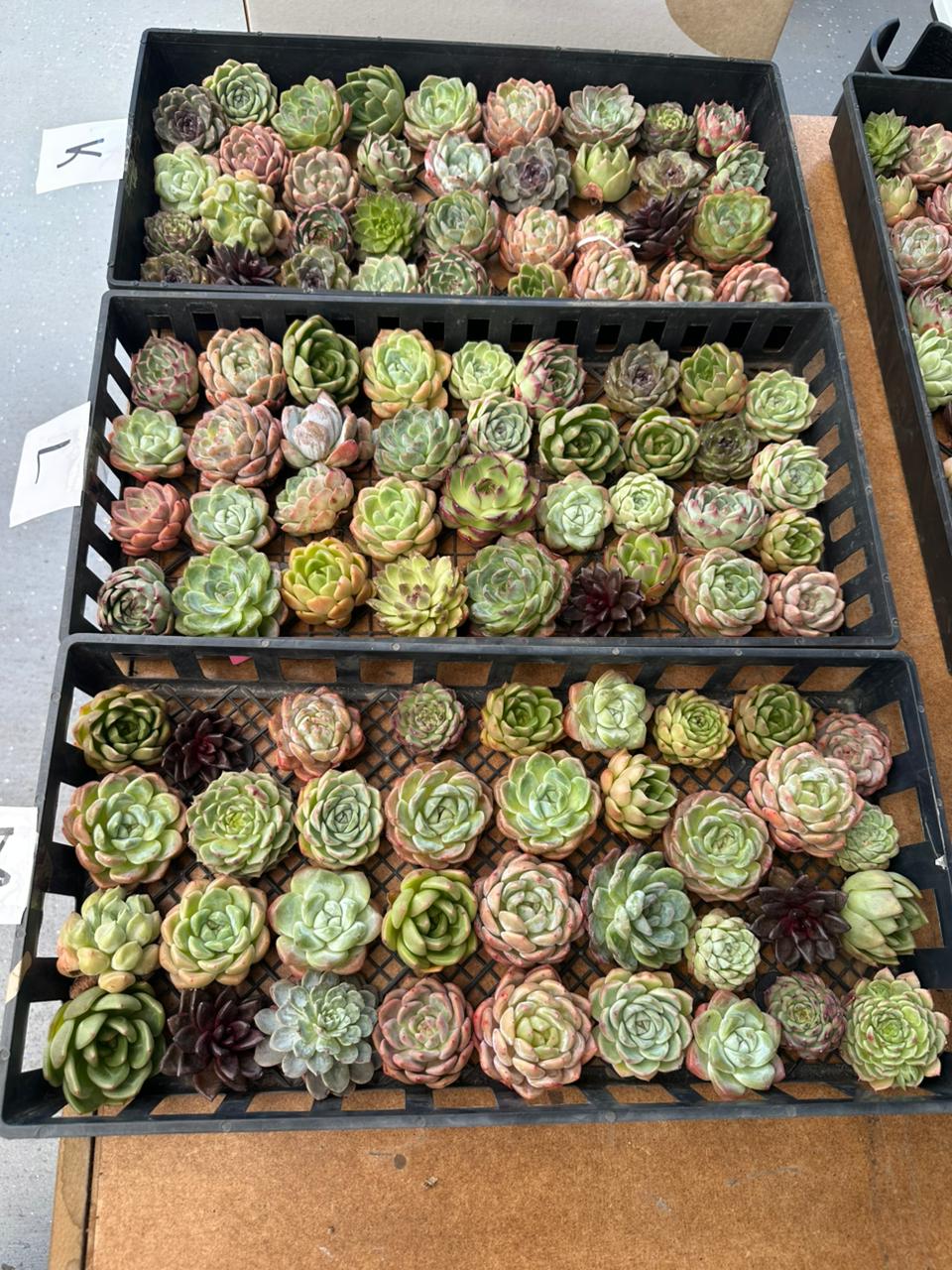 Charola de 36 Suculentas asiáticas