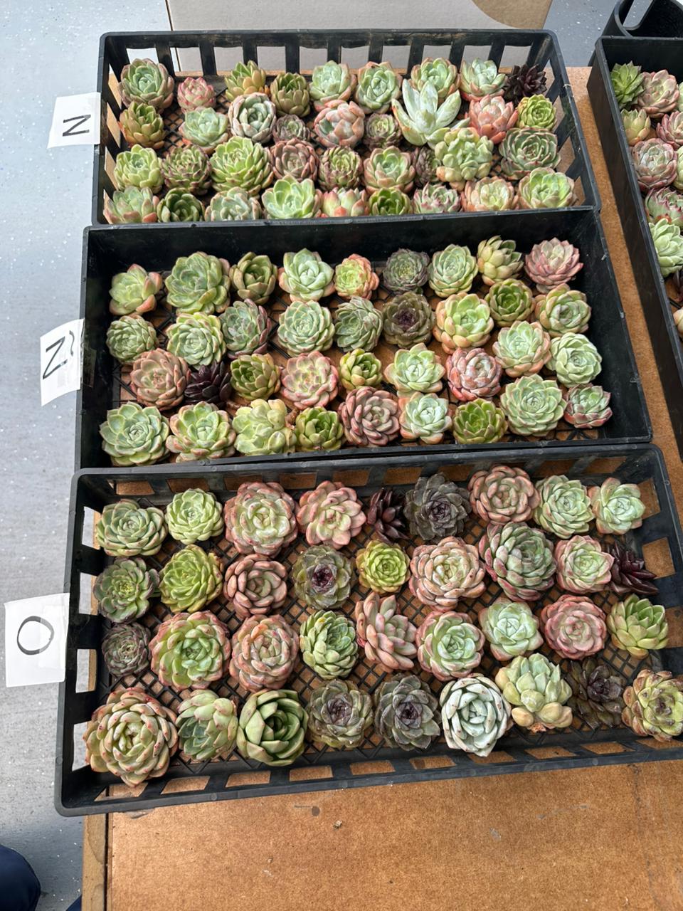 Charola de 36 Suculentas asiáticas