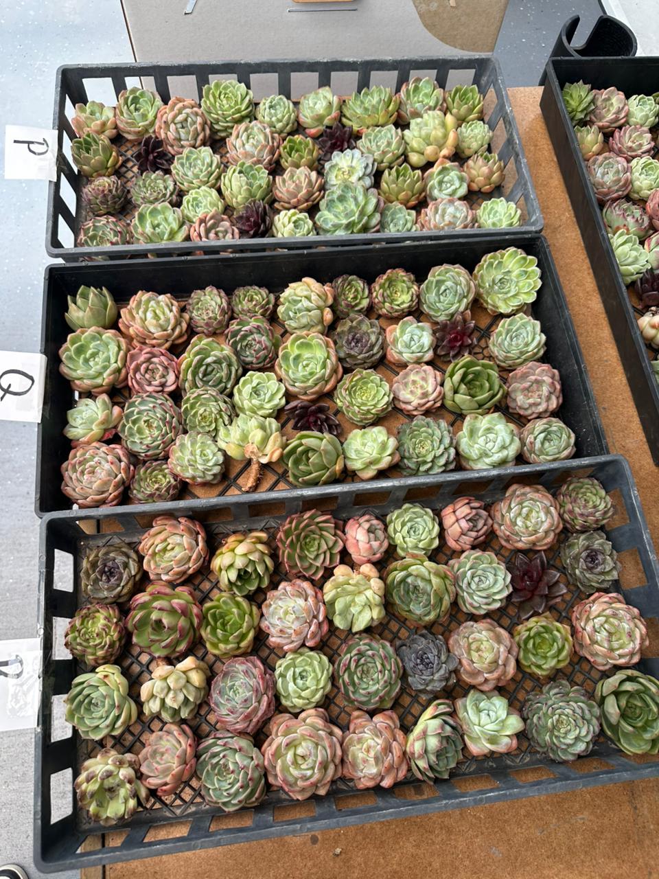 Charola de 36 Suculentas asiáticas