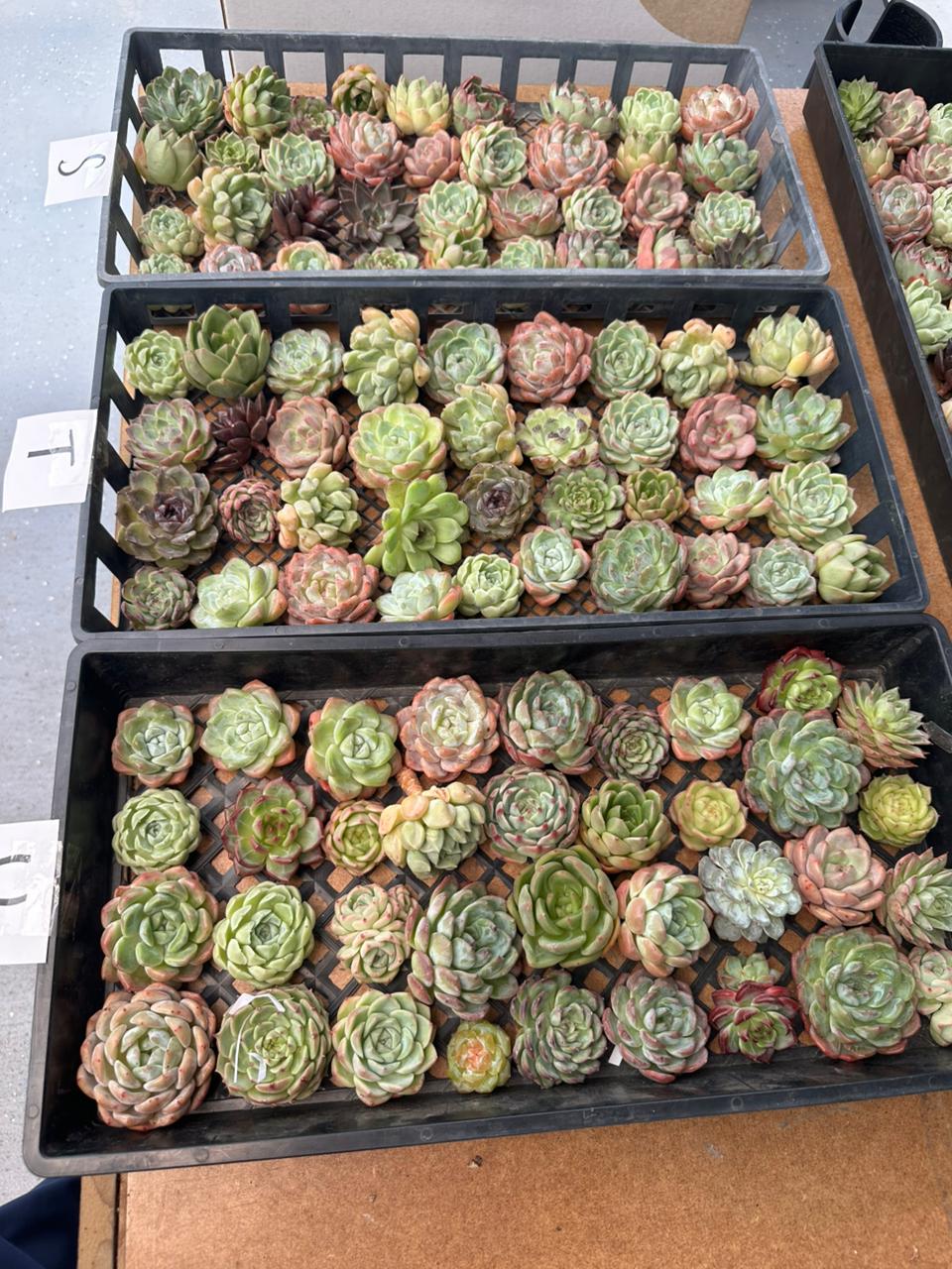 Charola de 36 Suculentas asiáticas