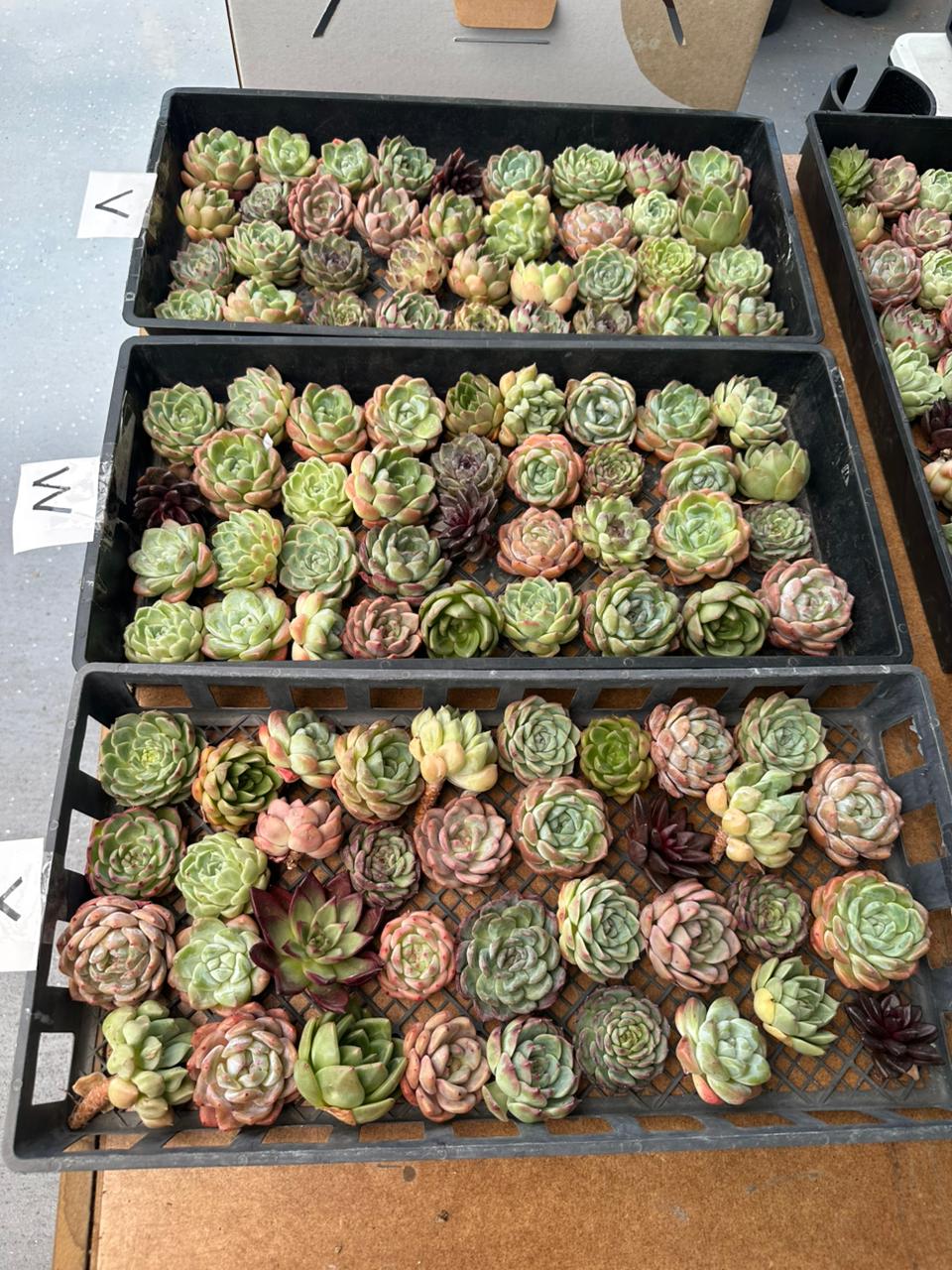 Charola de 36 Suculentas asiáticas
