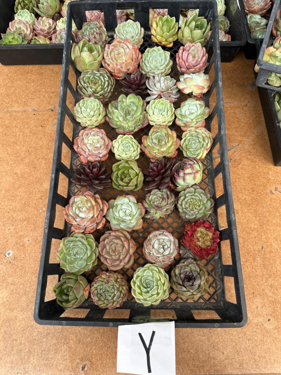 Charola de 36 Suculentas asiáticas