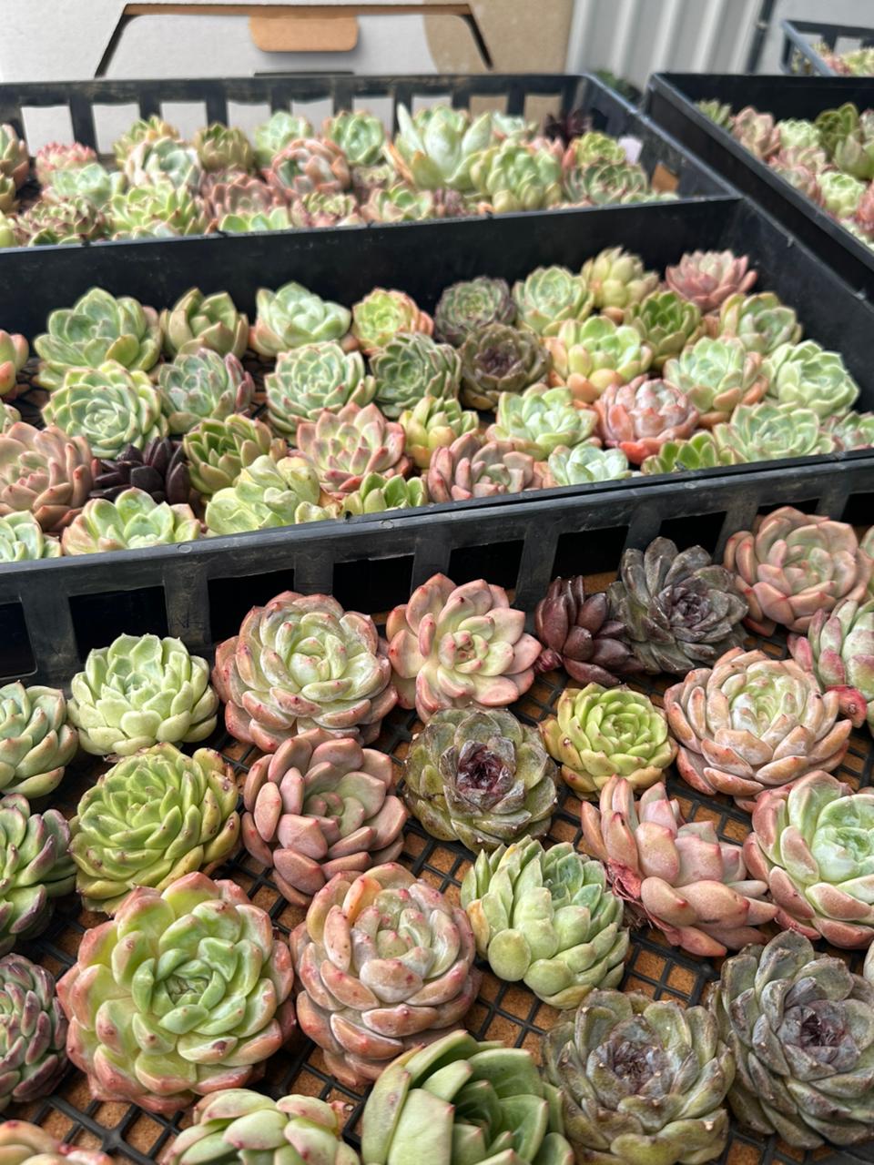 Charola de 36 Suculentas asiáticas