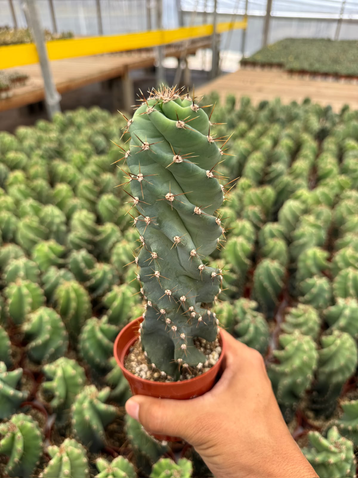 Cereus forbesii spiralis