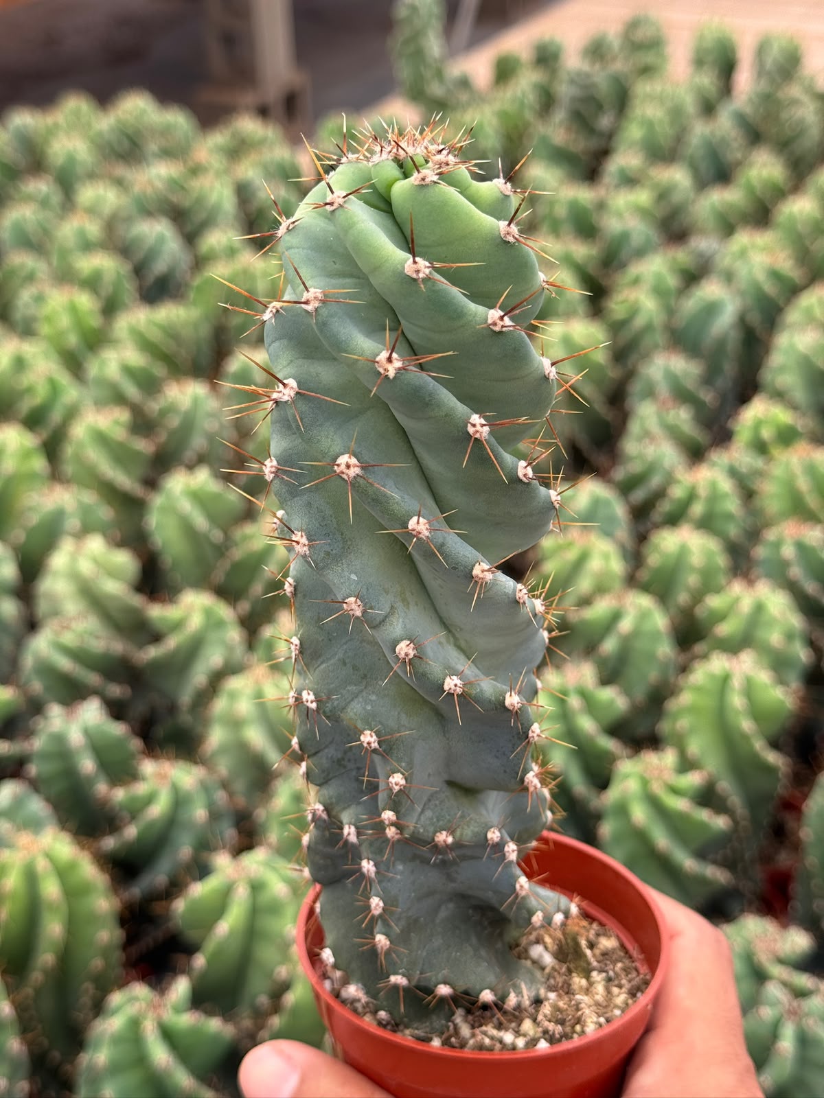 Cereus forbesii spiralis
