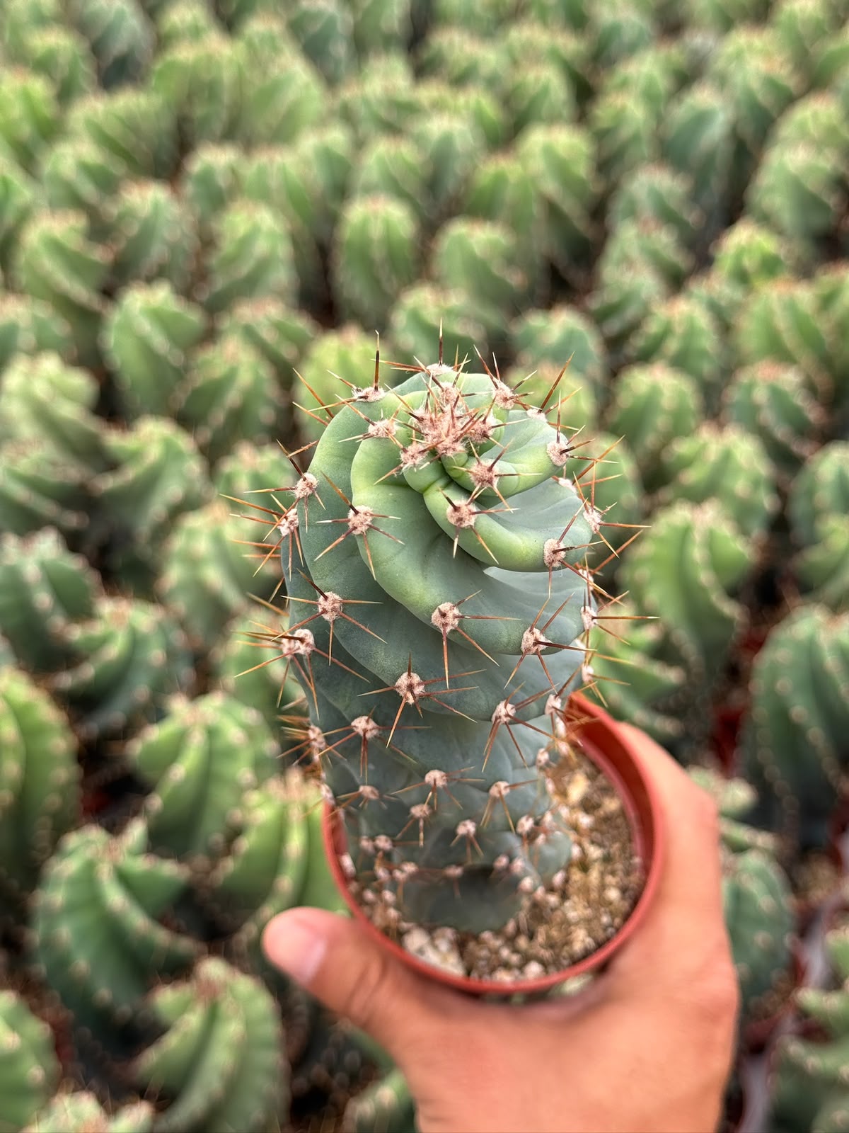 Cereus forbesii spiralis
