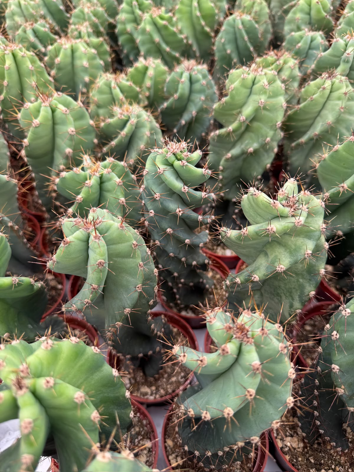 Cereus forbesii spiralis