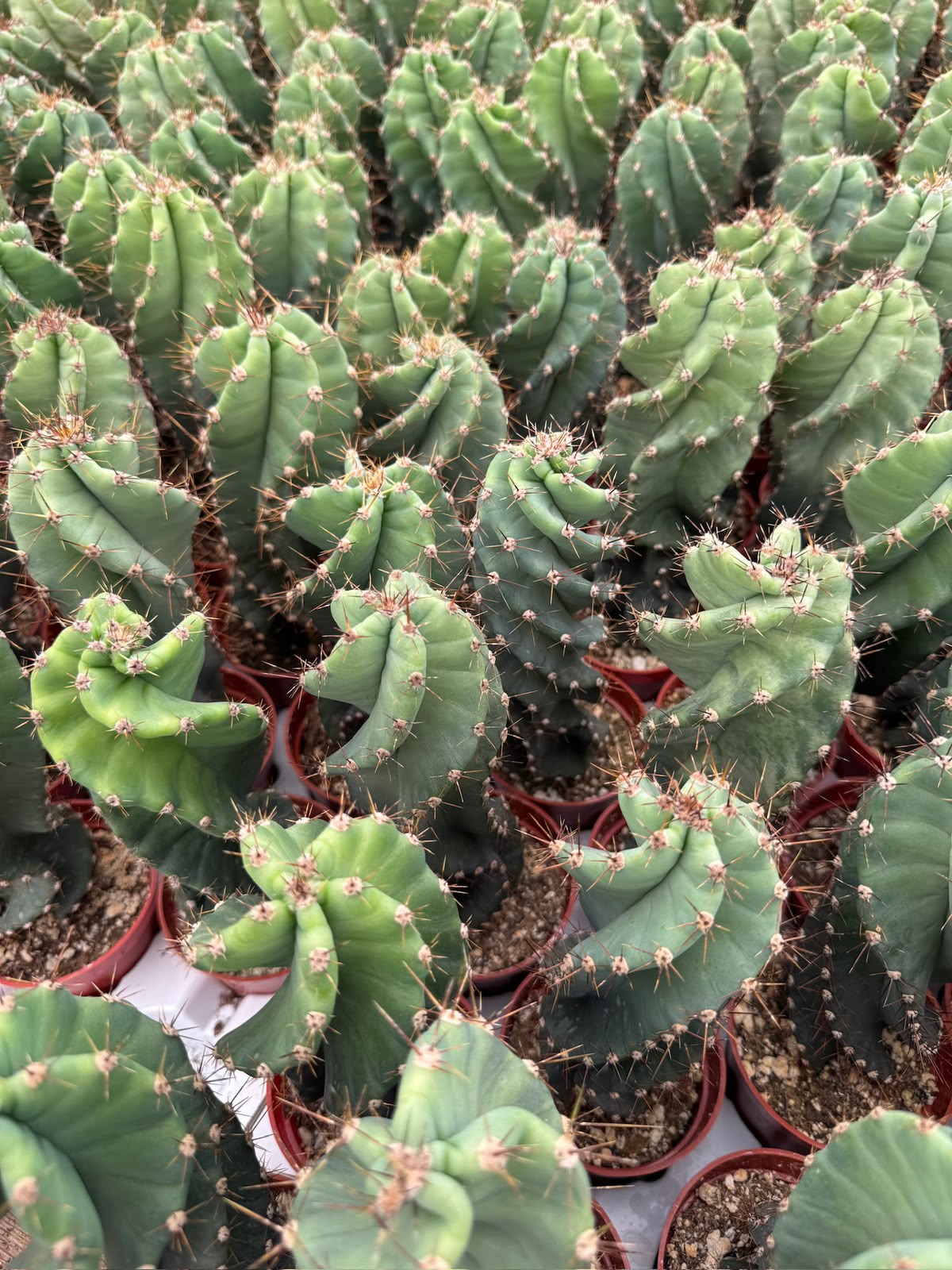 Cereus forbesii spiralis