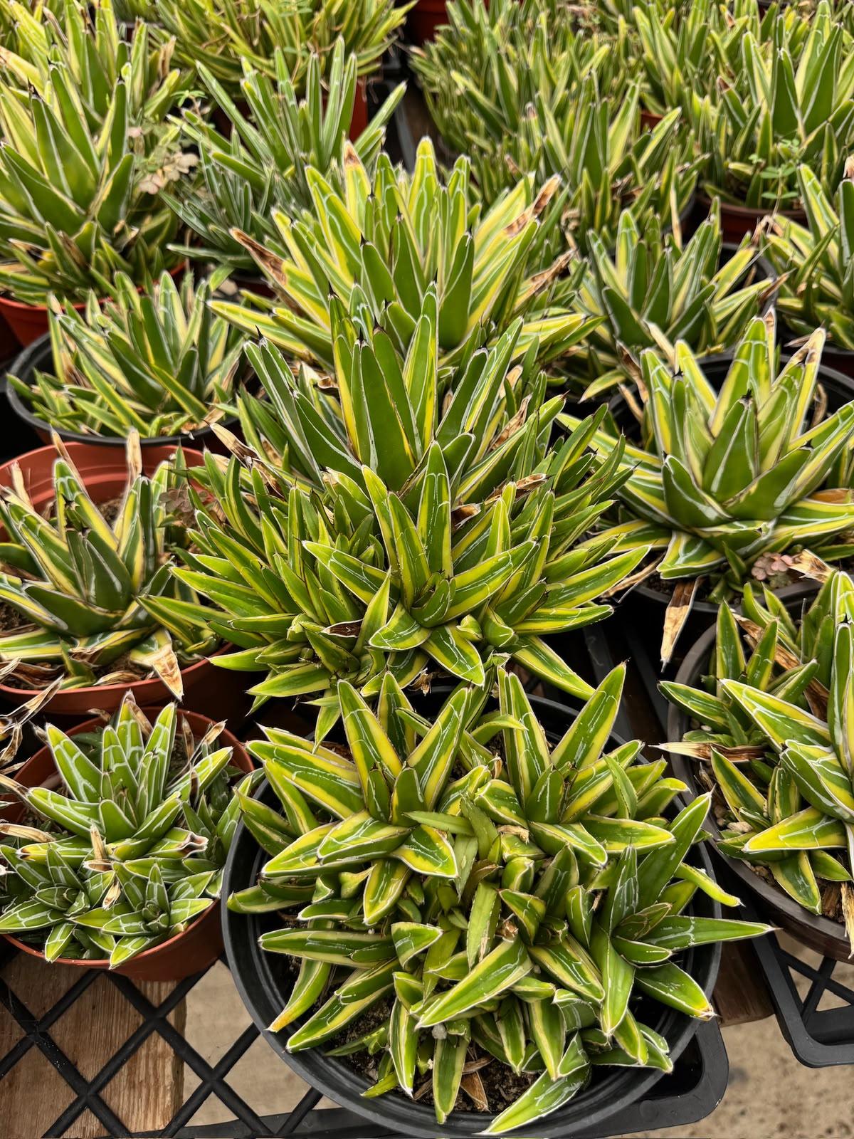 Agave victoria regianae ‘golden princess’ cluster