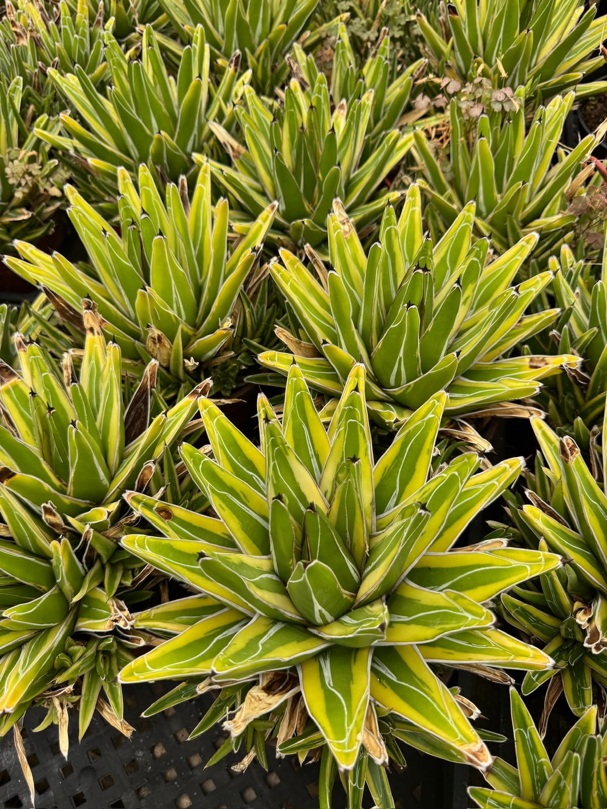 Agave victoria regianae ‘golden princess’ cluster