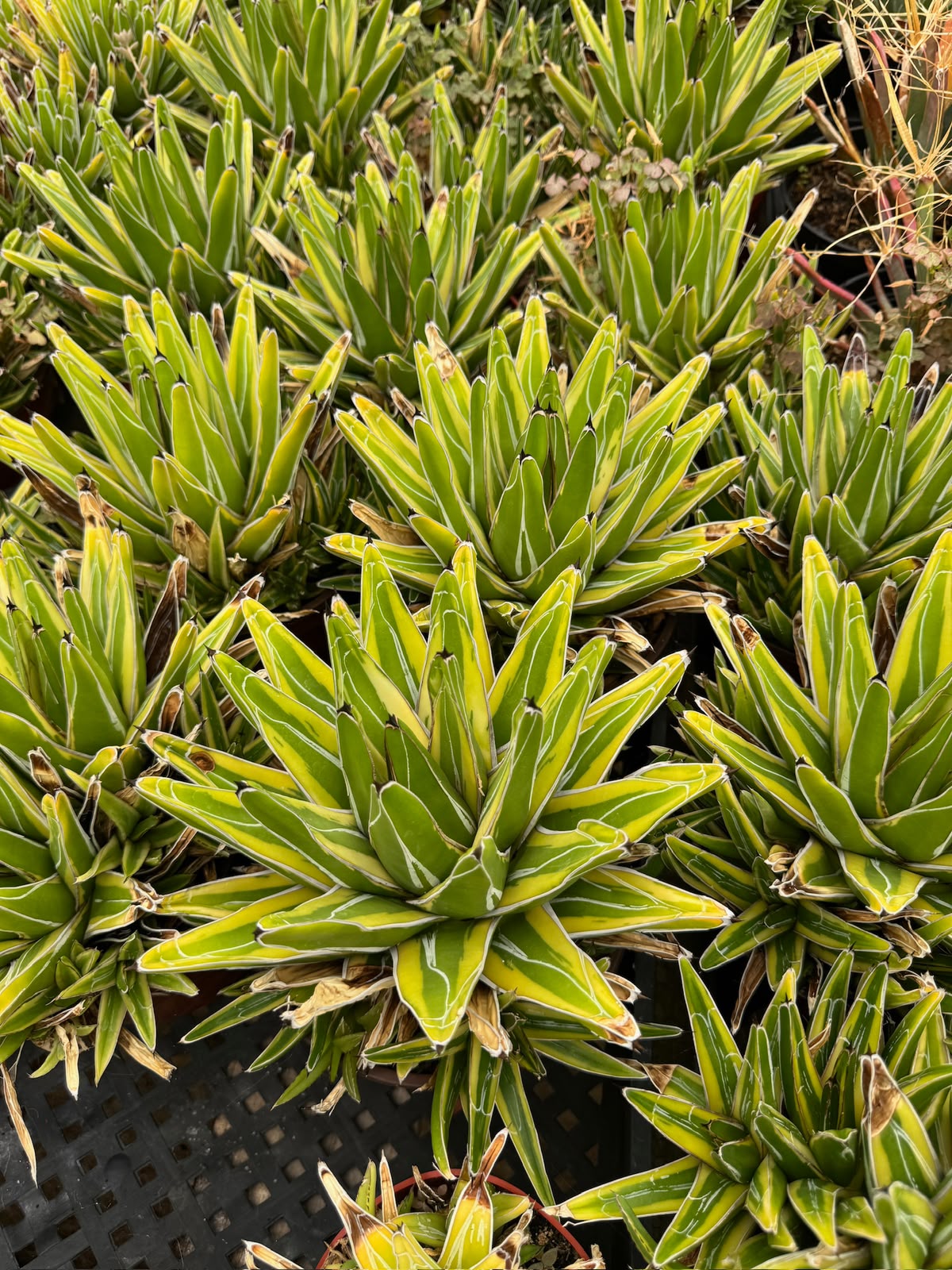 Agave victoria regianae ‘golden princess’ cluster