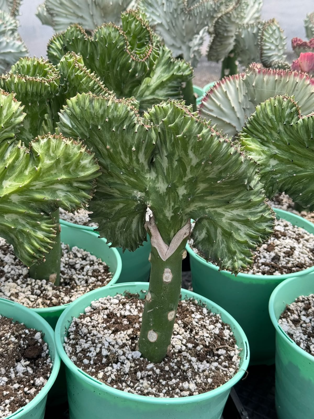Euphorbia lactea crestada verde
