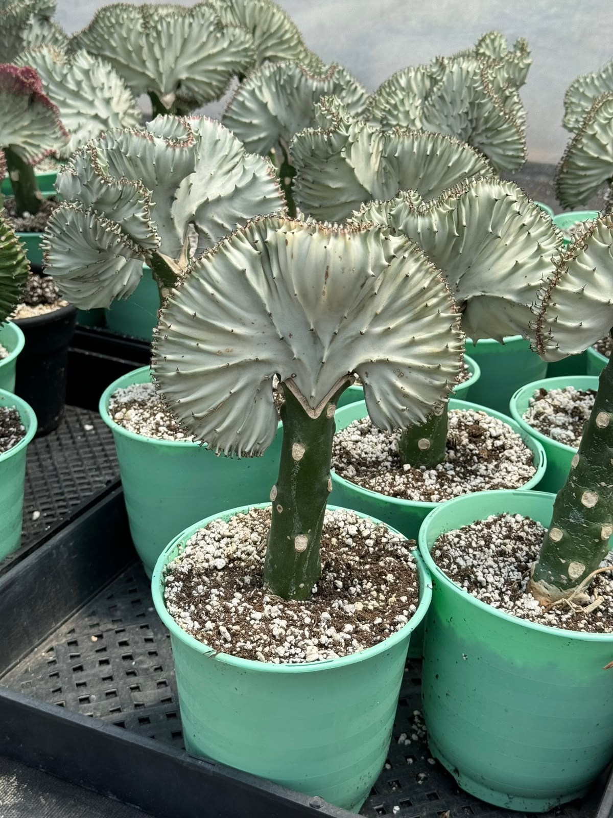 Euphorbia lactea crestada blanca