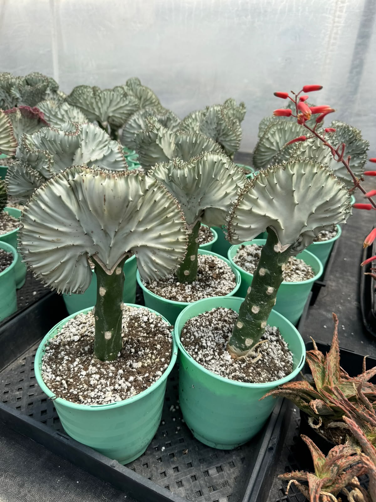 Euphorbia lactea crestada blanca