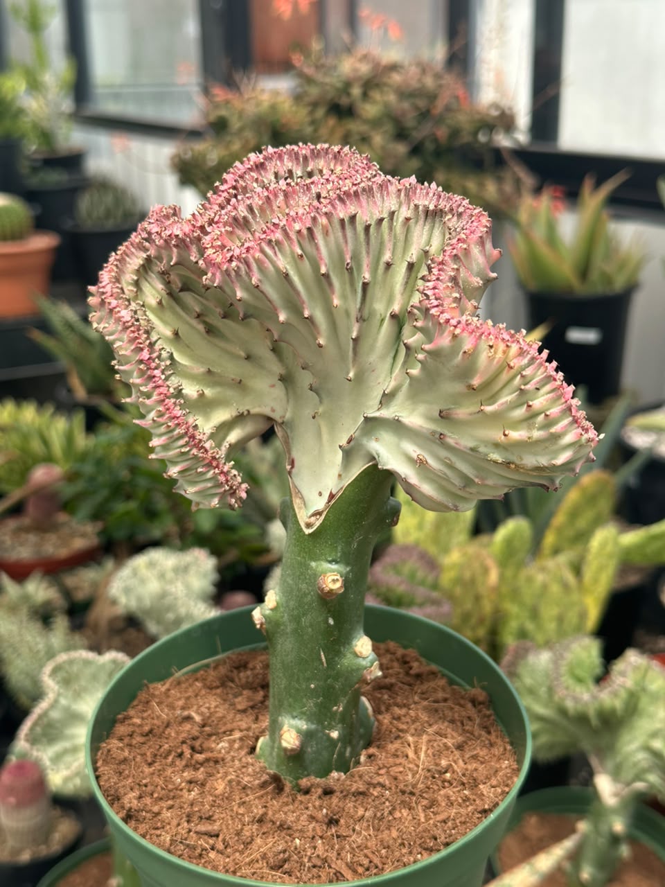 Euphorbia lactea crestada rosa