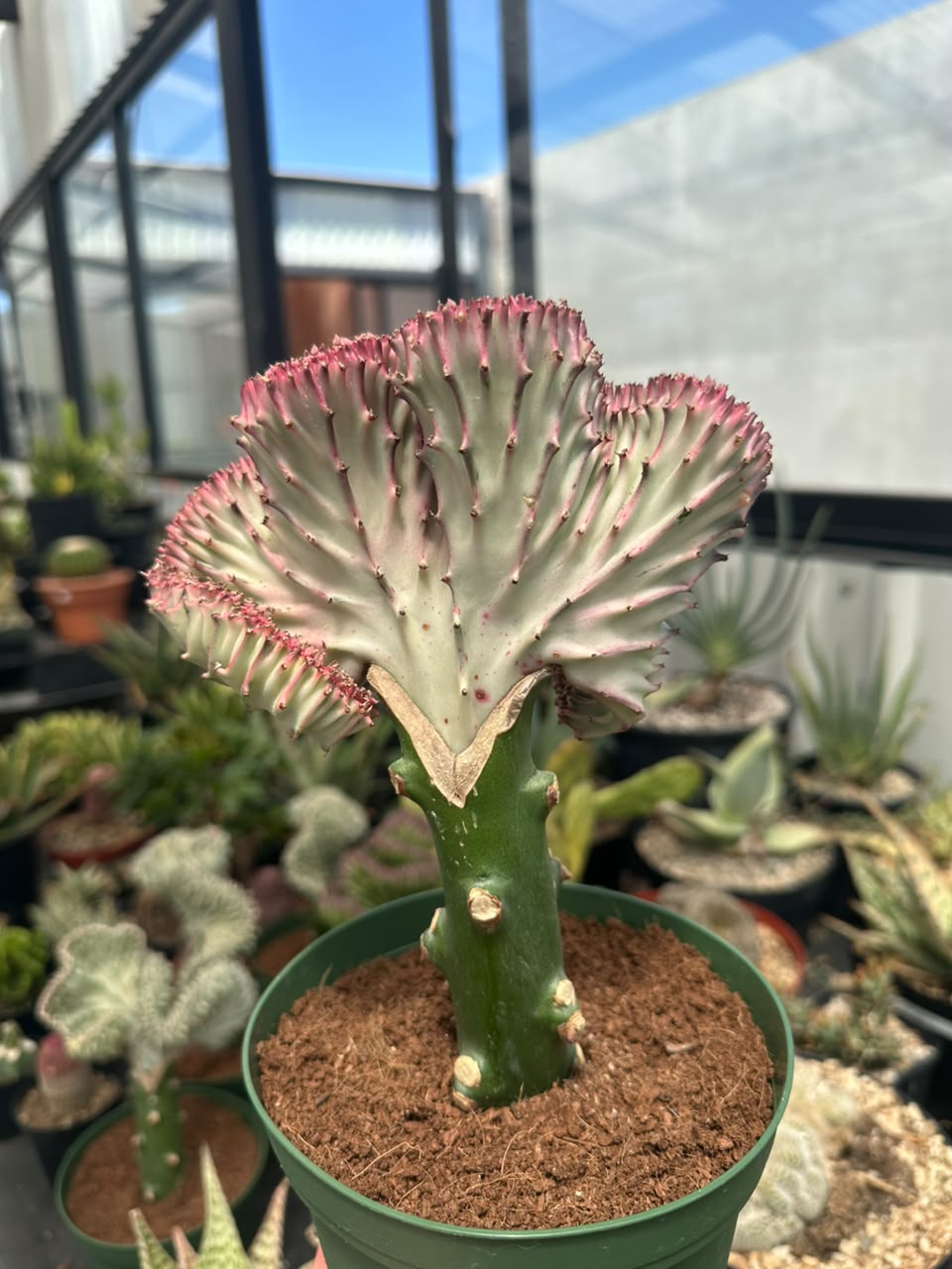 Euphorbia lactea crestada rosa