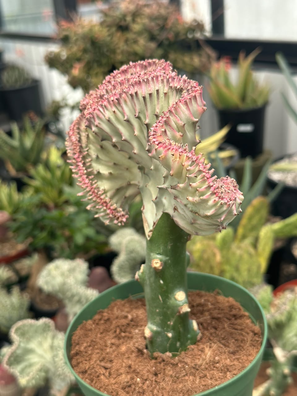 Euphorbia lactea crestada rosa