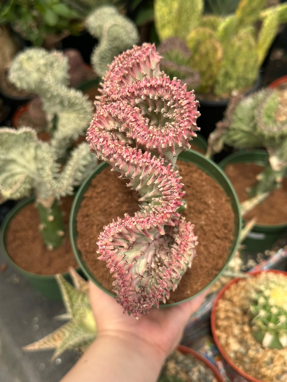 Euphorbia lactea crestada rosa