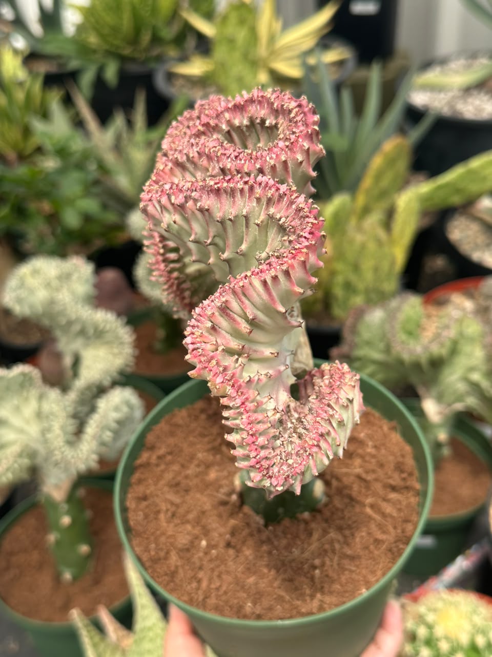 Euphorbia lactea crestada rosa