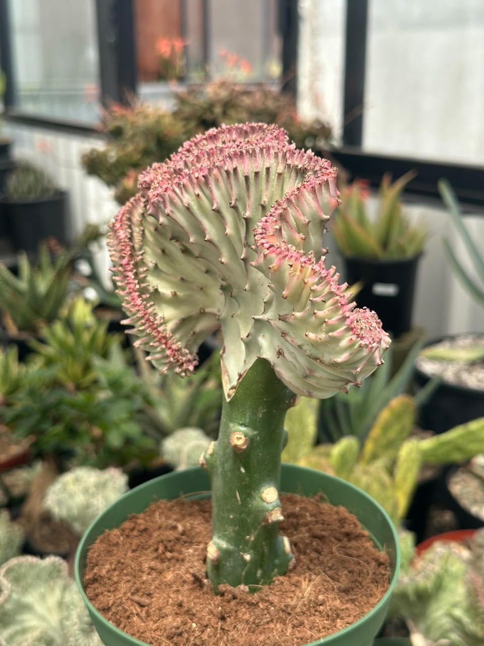 Euphorbia lactea crestada rosa