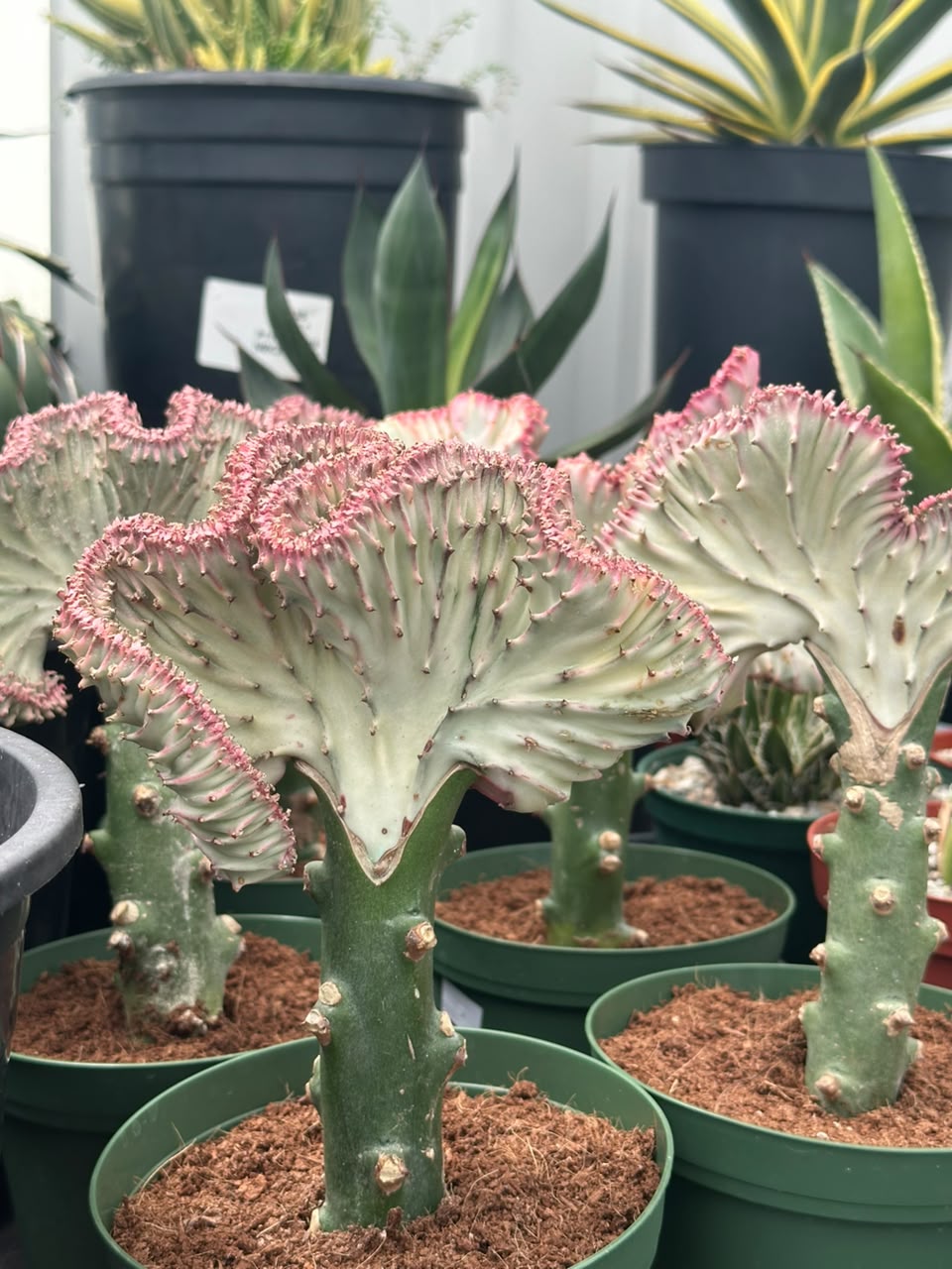 Euphorbia lactea crestada rosa