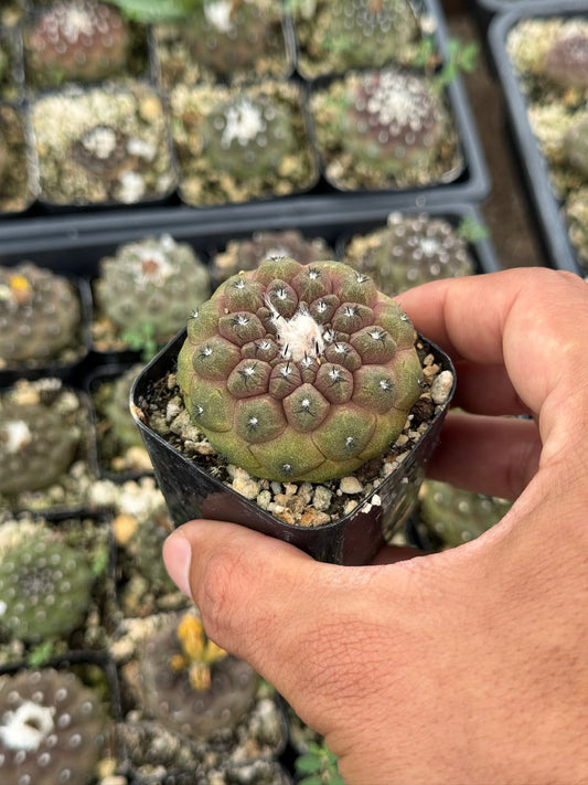 Copiapoa hypogaea var. Barquitensis