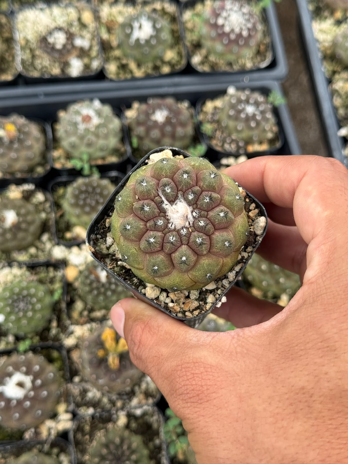 Copiapoa hypogaea var. Barquitensis