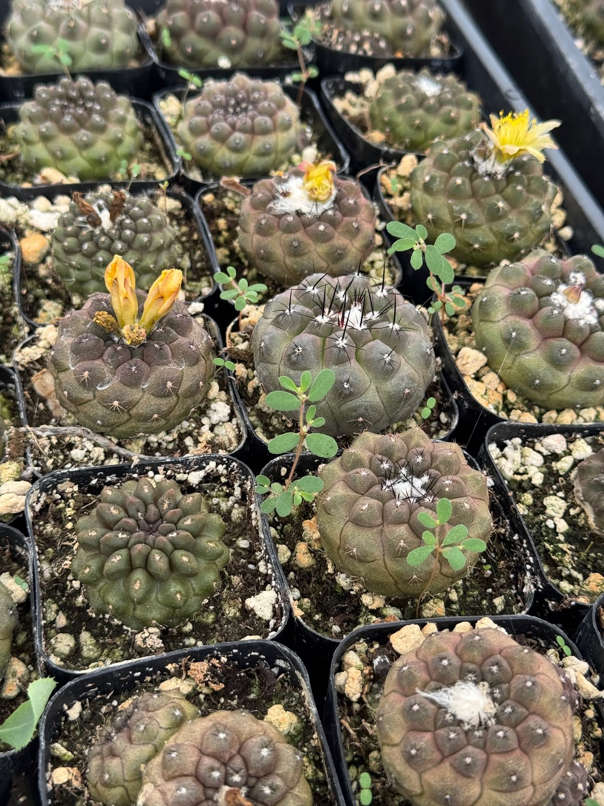 Copiapoa hypogaea var. Barquitensis