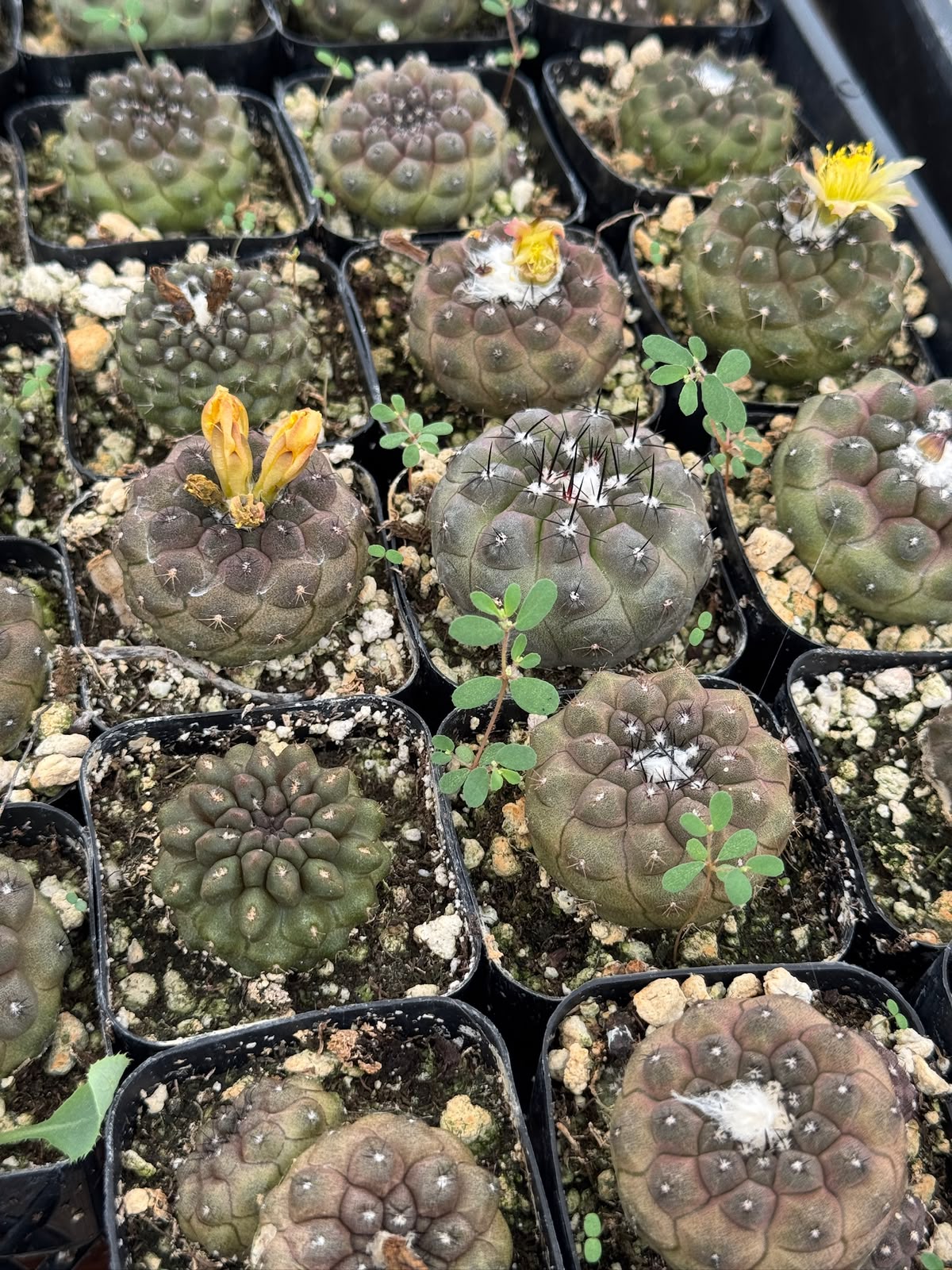 Copiapoa hypogaea var. Barquitensis