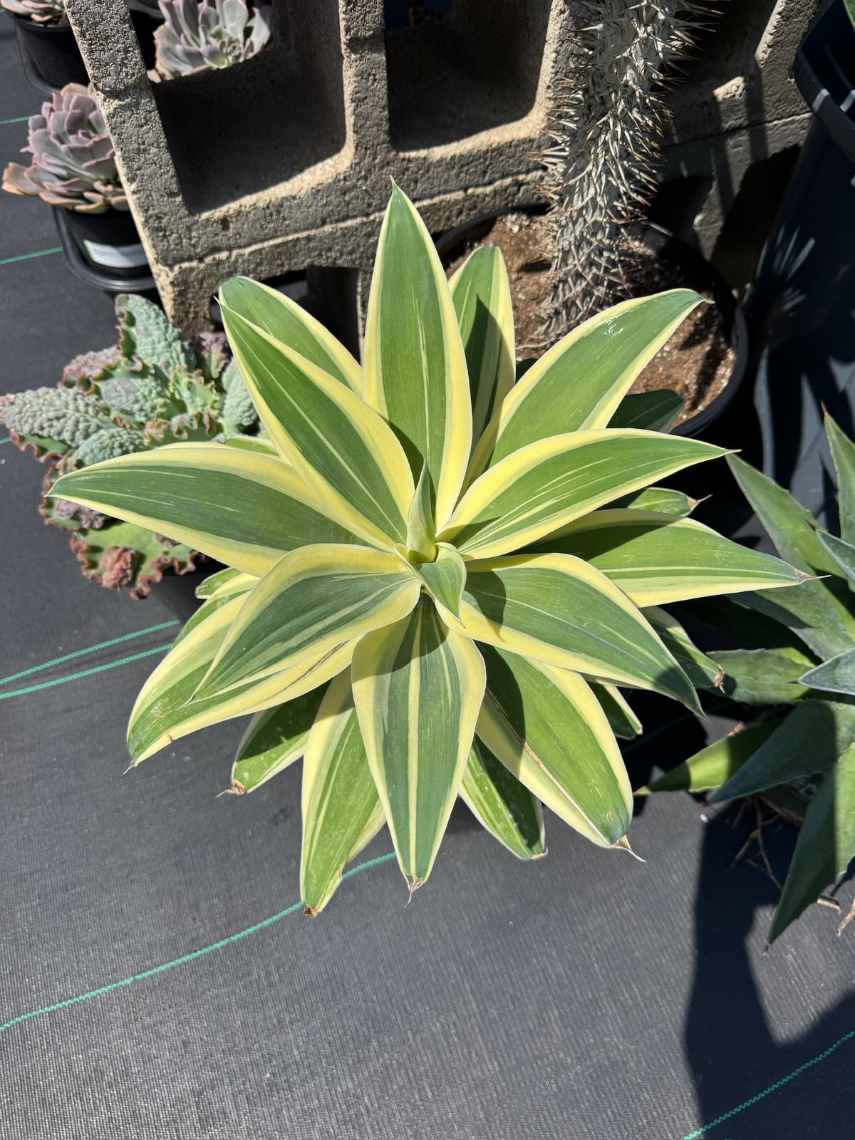 Agave Attenuata ‘starstruck’