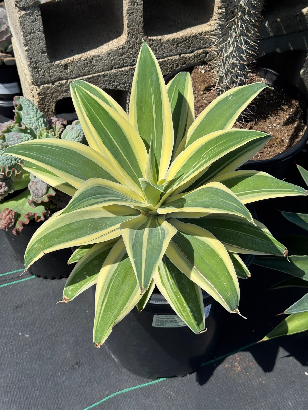 Agave Attenuata ‘starstruck’
