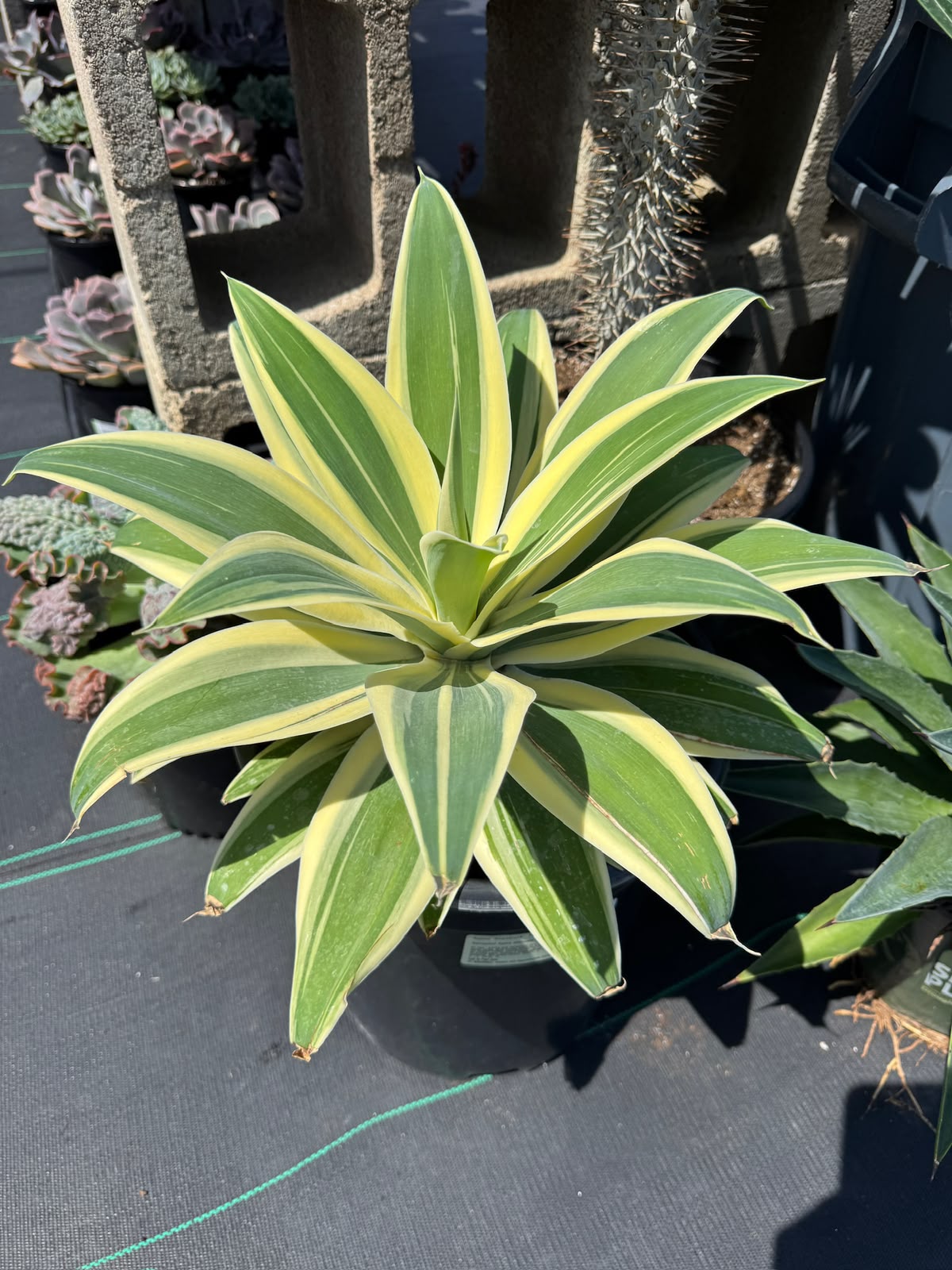 Agave Attenuata ‘starstruck’
