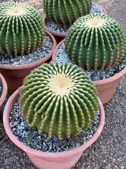 Echinocactus grusonii inermis