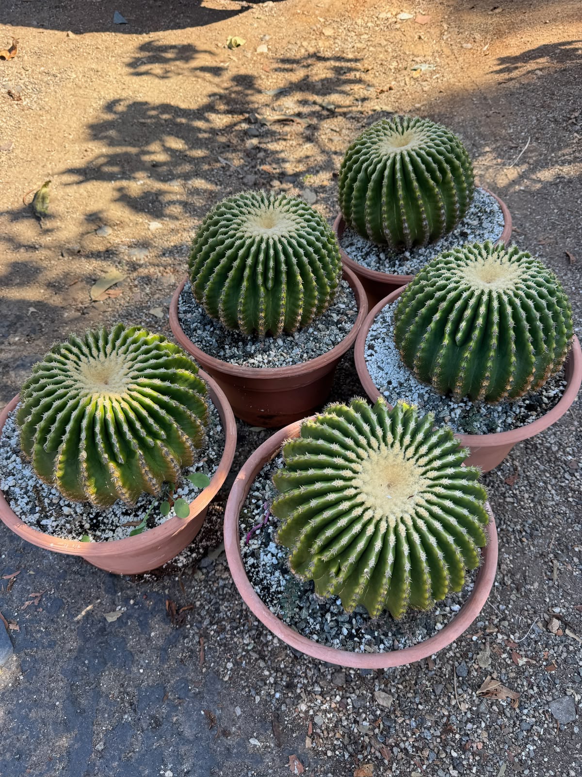 Echinocactus grusonii inermis