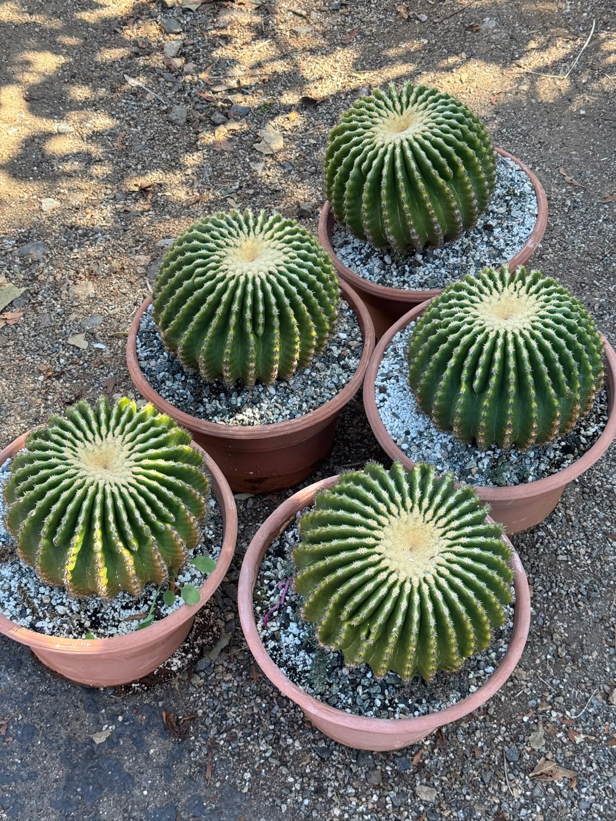 Echinocactus grusonii inermis
