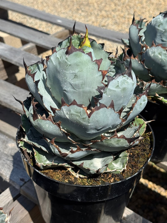 Agave Titanota "Black and blue"